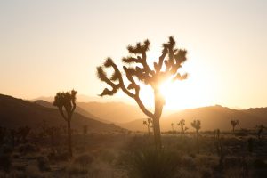 Golden hour fotografie